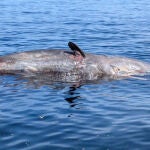 La ballena de 15 metros que han encontrado flotando muerta al sur de la isla de Tabarca
