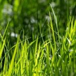 La forma económica de evitar que las malas hierbas crezcan en la grava