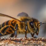¿Cuál es la forma masculina de abeja?