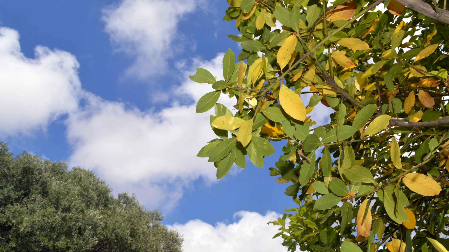 El motivo desconocido por el que siempre debe haber plantado laurel en el jardín