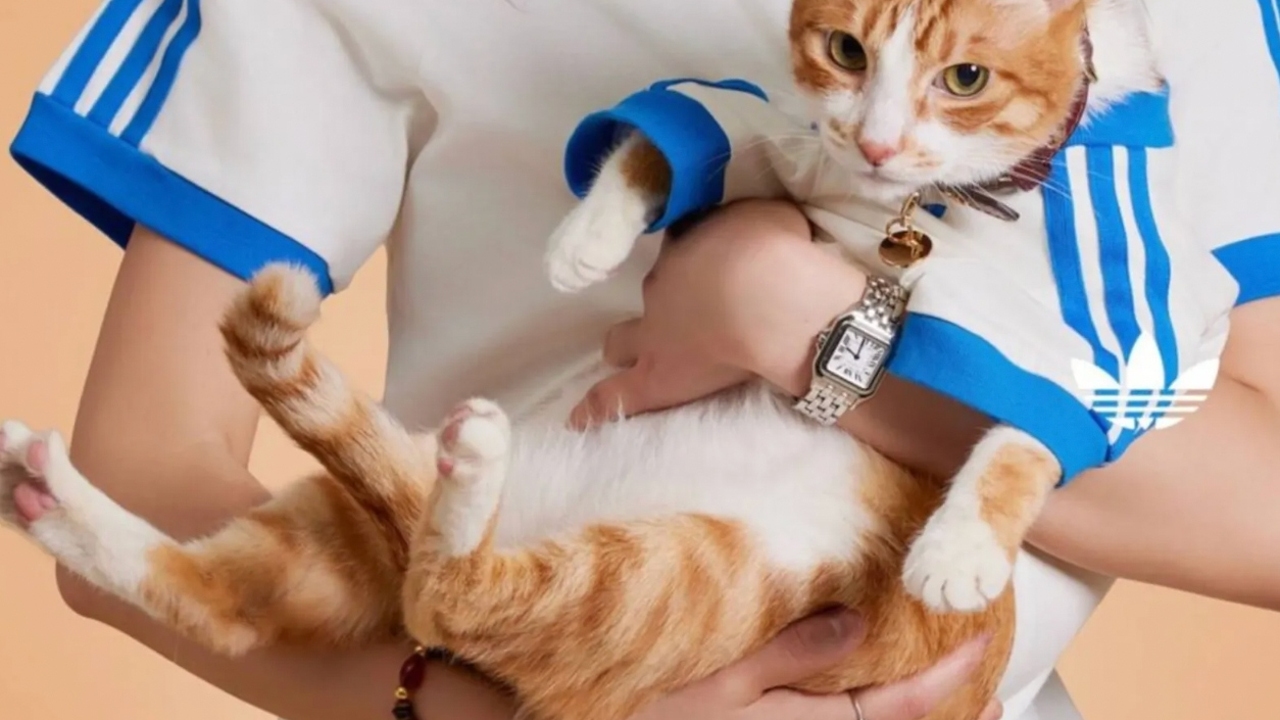 ¿Los gatos tienen personas favoritas? Hablan los expertos