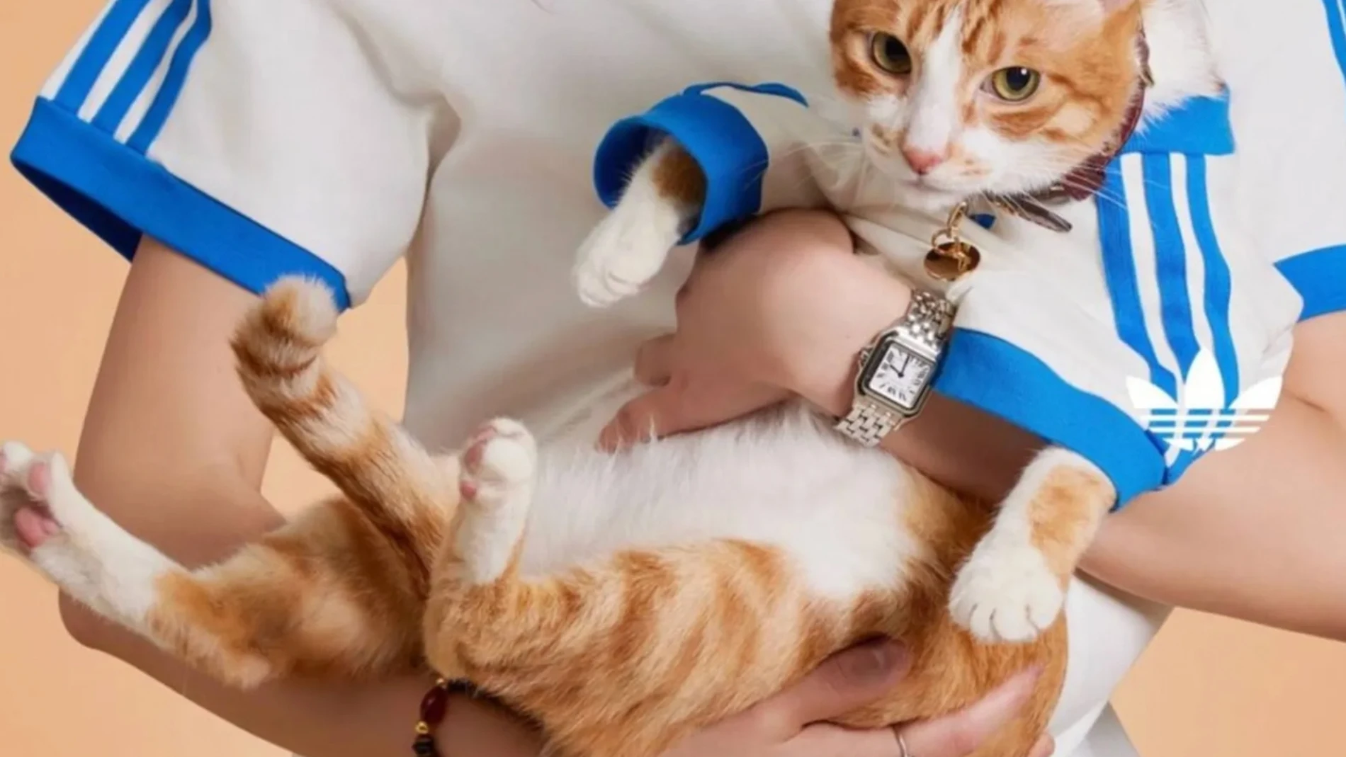 Adidas Originals lanza colección para mascotas: estilo urbano para perros y gatos