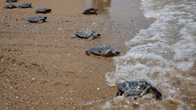 Las 21 crías de tortugas de El Saler ya nadan libres en el mar