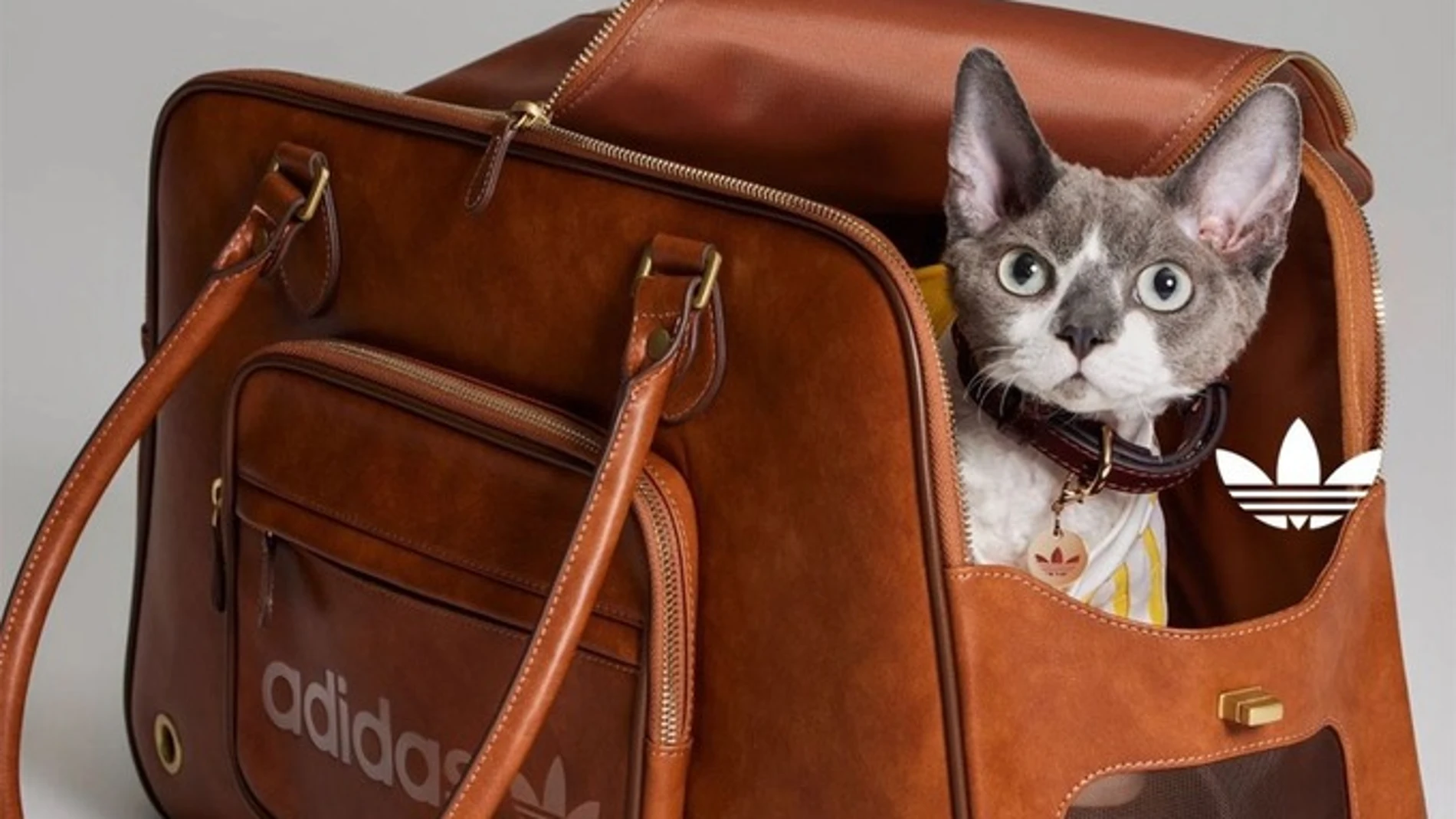 Adidas Originals lanza colección para mascotas: estilo urbano para perros y gatos