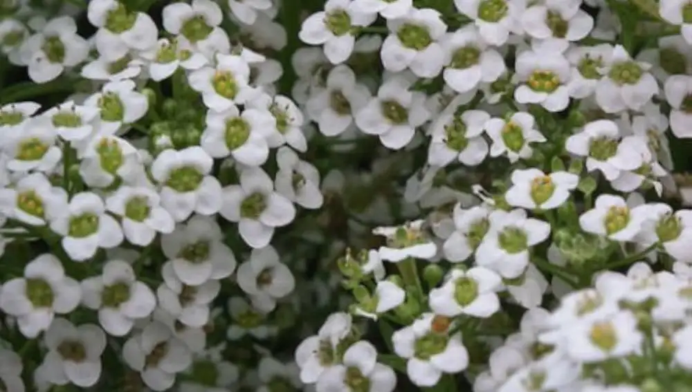 Alyssum (flor de nieve)