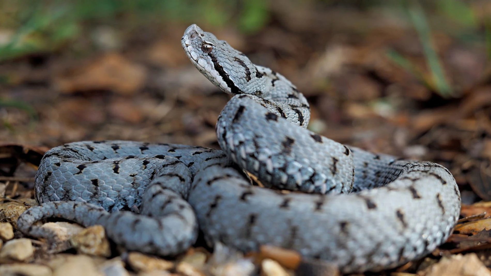 ¿Dónde se encuentra la serpiente más venenosa de España? Las zonas elevadas son su hábitat