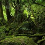 Bosque gallego. 