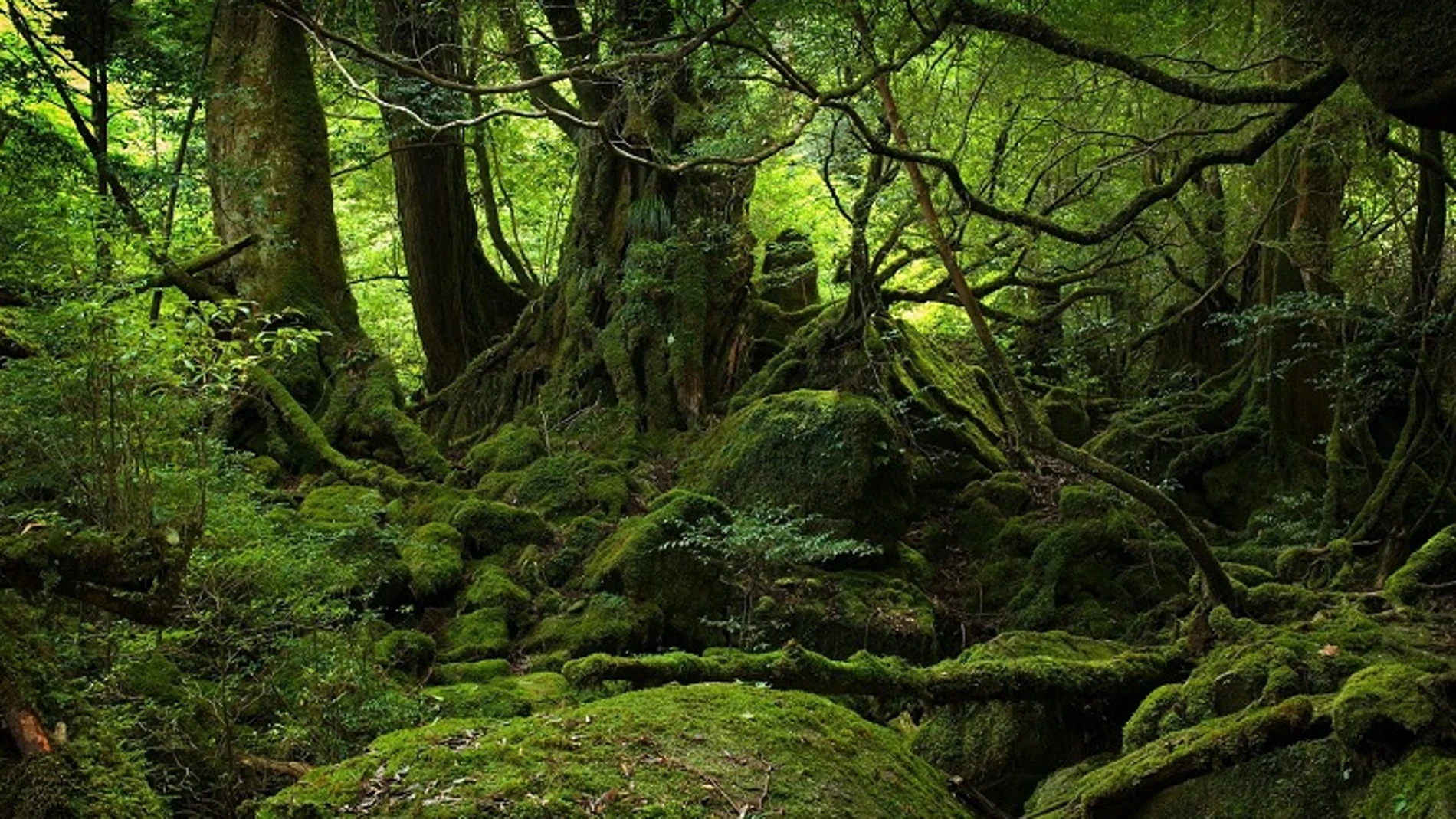 Bosque gallego.