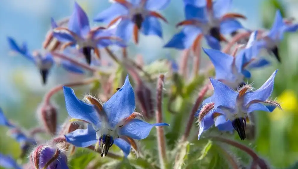 Ventajas de tener borraja en el huerto