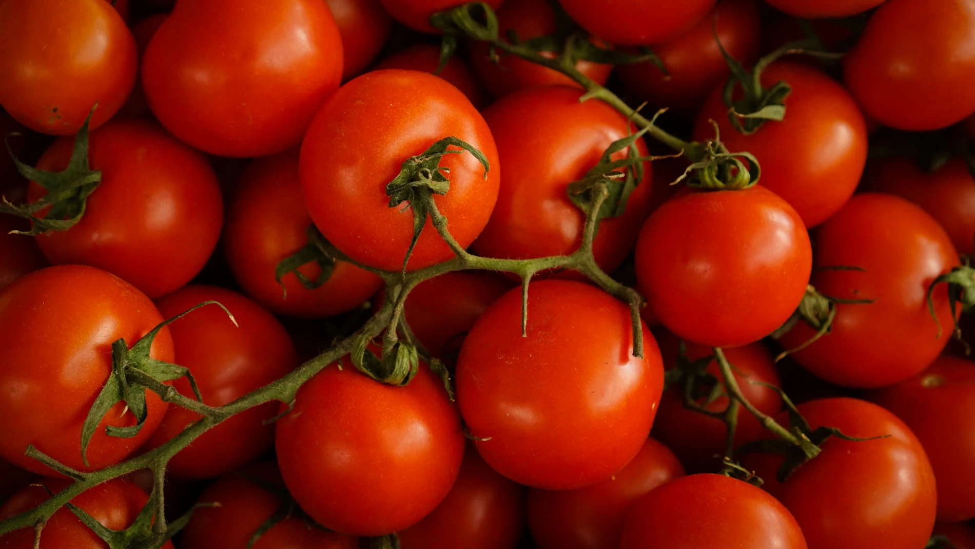 Tomates