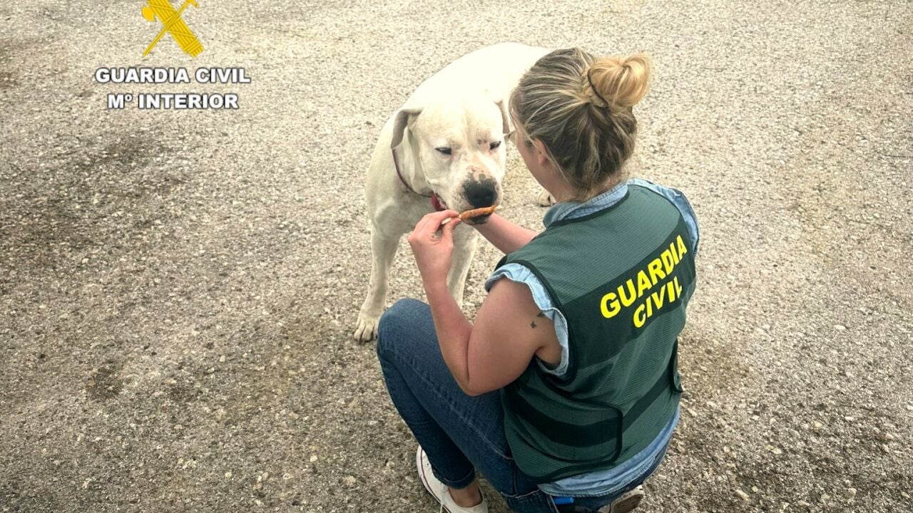 Investigado por una "brutal agresión" a su perro que se difundió en un ...