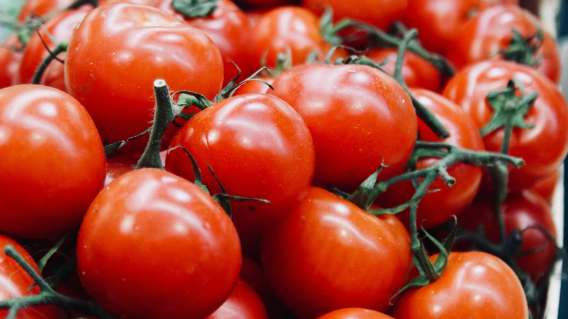 Por qué la borraja es la mejor compañera de los tomates