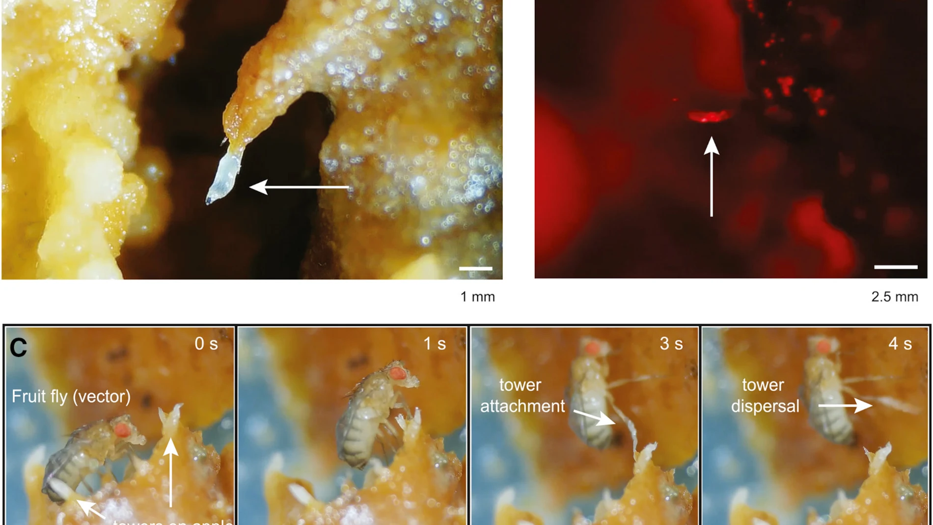 Imágenes del estudio presentado sobre la capacidad colectiva de los nematodos