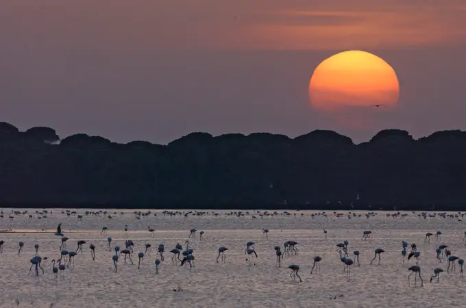 La Unesco también da un ultimátum a Doñana La Unesco también da un ultimátum a Doñana