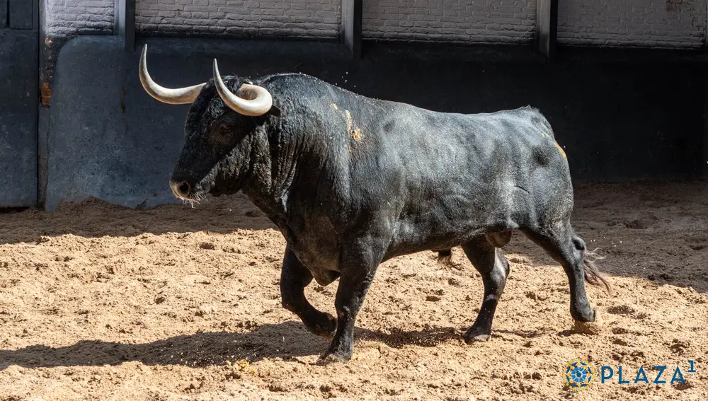 "Bohonero", nº 60