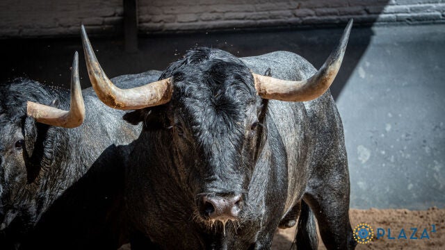 Estos son los impresionantes toros de Victorino Martín para la corrida In Memoriam de esta tarde Estos son los impresionantes toros de Victorino Martín para la corrida In Memoriam de esta tarde