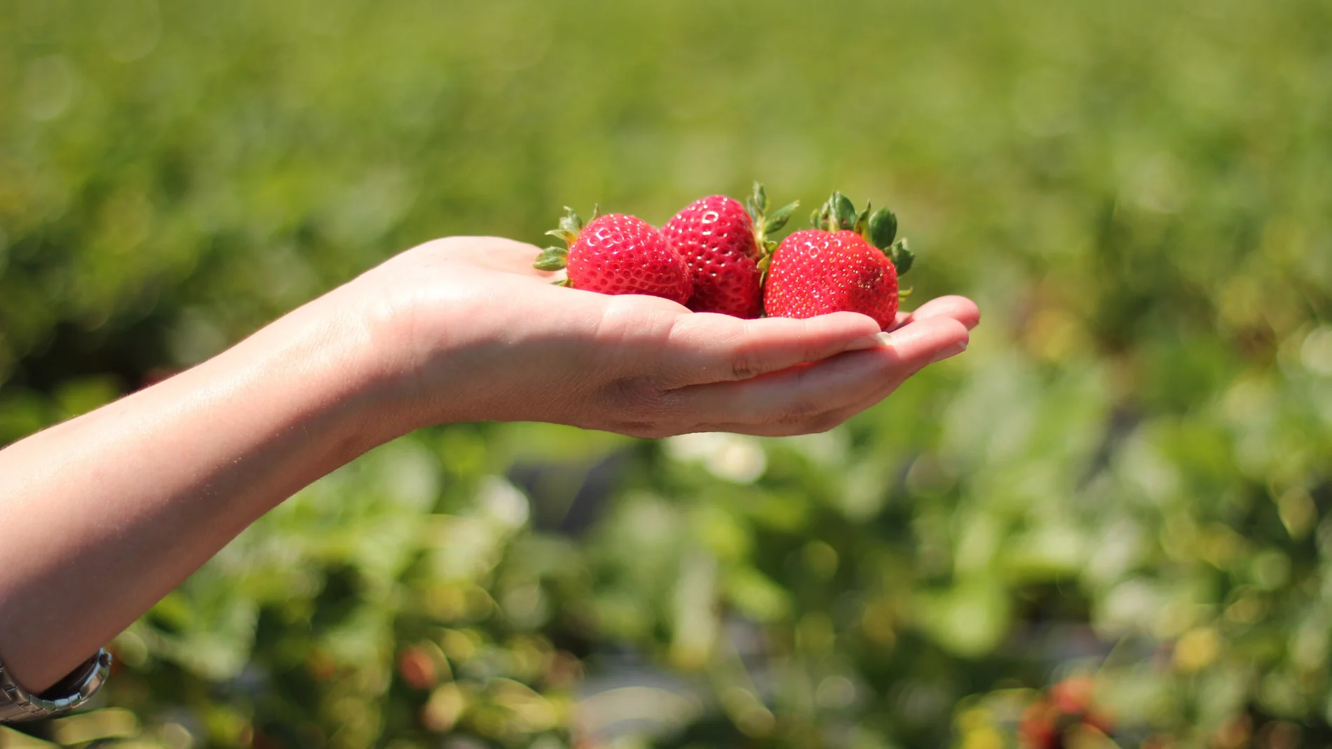 El motivo por el que una abuela pinta piedras rojas y las pone en su jardín: "cita"