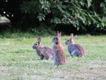 V&iacute;a libre para cazar al conejo silvestre en varios municipios de Granada, Ja&eacute;n, M&aacute;laga y Sevilla