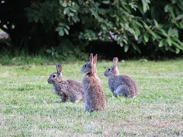 Vía libre para cazar al conejo silvestre en varios municipios de Granada, Jaén, Málaga y Sevilla Vía libre para cazar al conejo silvestre en varios municipios de Granada, Jaén, Málaga y Sevilla