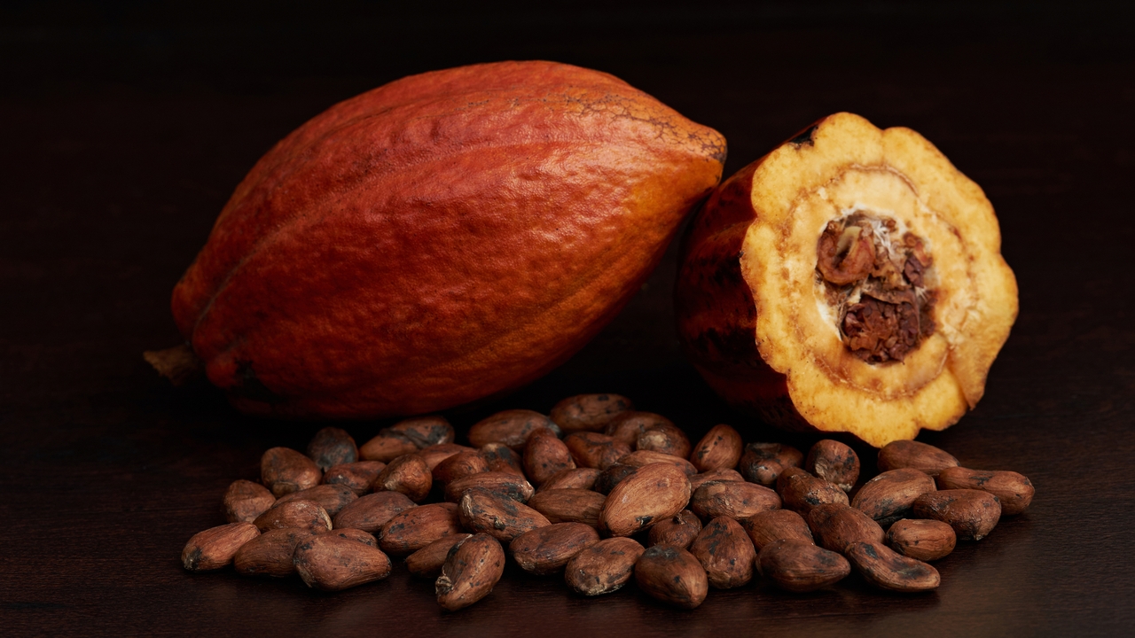 Un estudio afirma que el suplemento de extracto de cacao puede reducir la inflamación y el envejecimiento