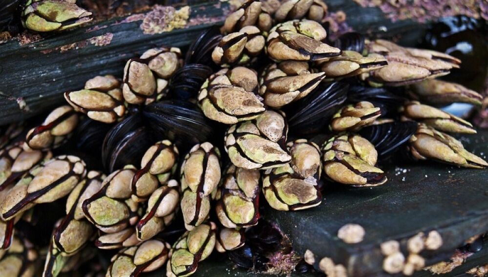 Este es el pueblo gallego que esconde los mejores percebes del mundo