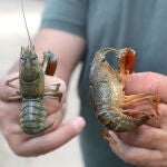 Los dos tipos de cangrejo que se pueden encontrar en Castilla y León, el señal y el rojo