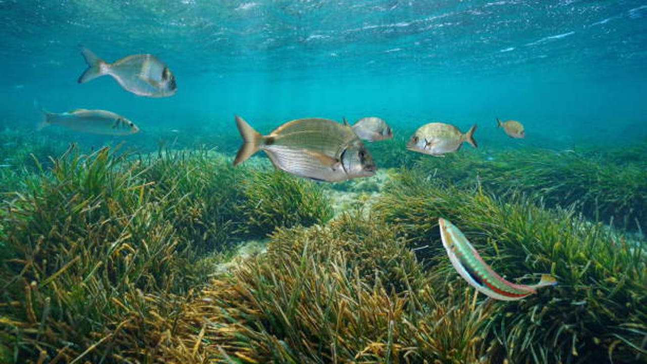 Oceanógrafos concluyen esta importante tarea en los mares de Baleares: "Tiene un alto valor ecológico"