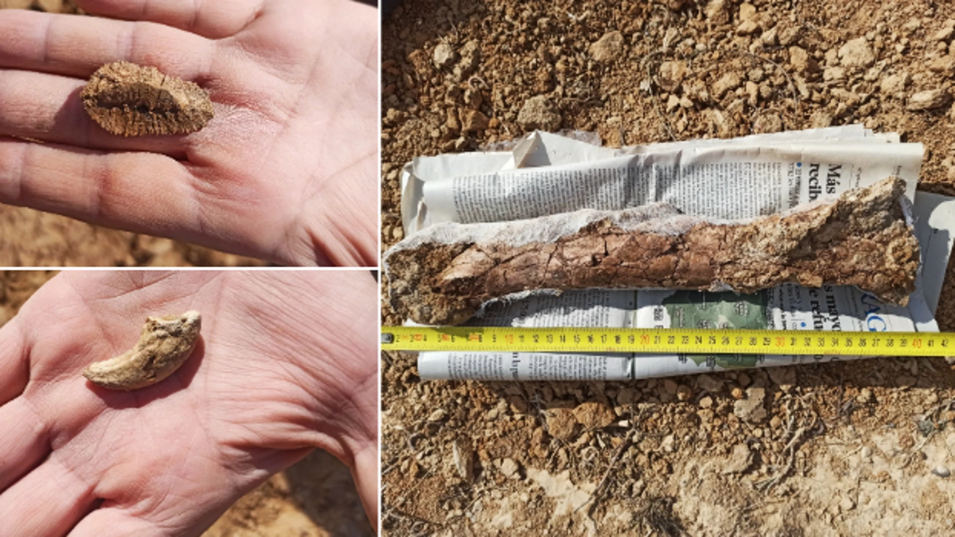 Fósiles del cocodrilo encontrado