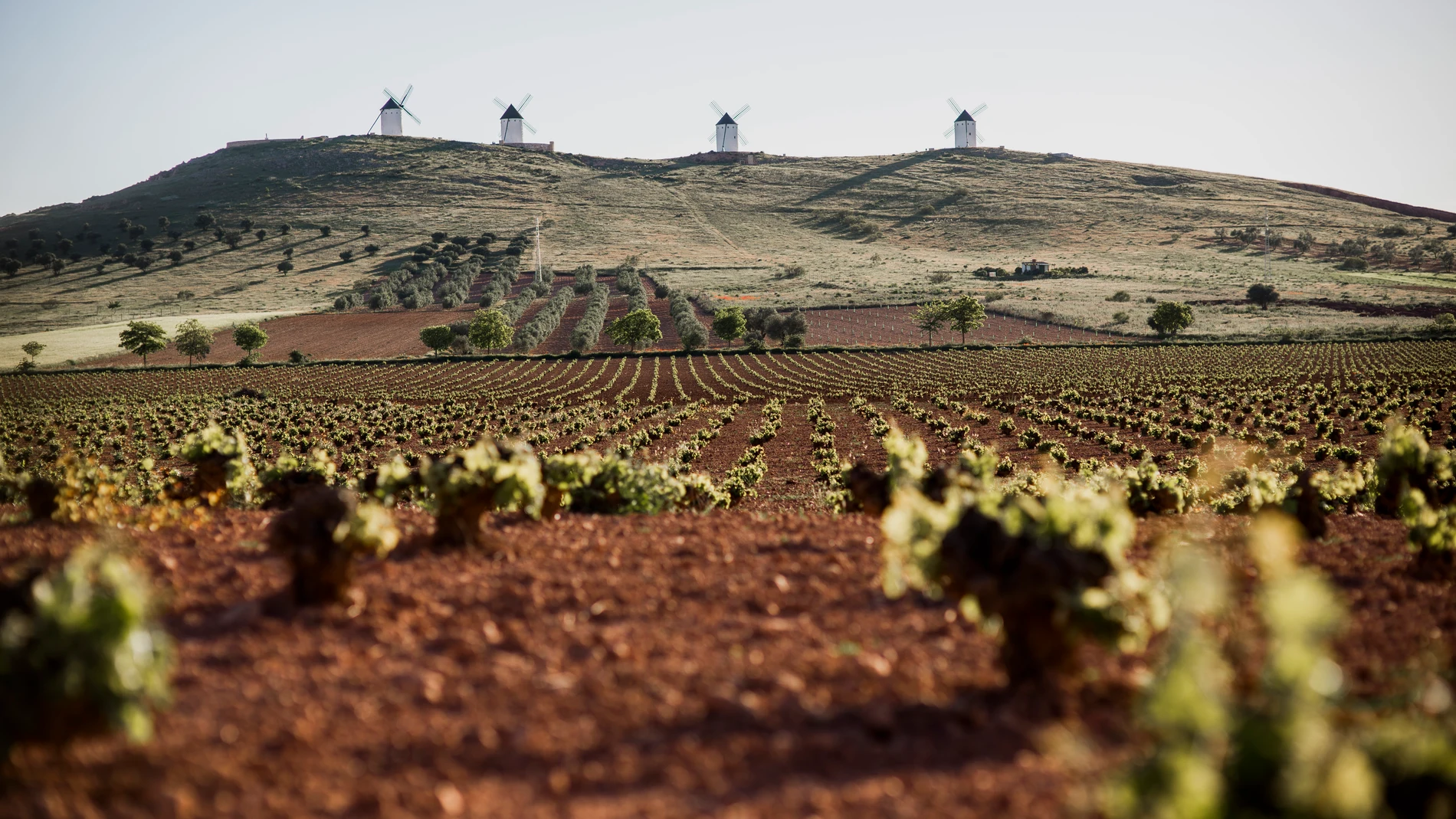 Viñedos bajo los molinos de Alcázar de San Juan