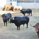 Victoriano del Río, estos son los toros que corren hoy en San Fermín: así es la ganadería 