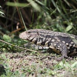 Imagen de archivo de un Tegu Argentino 
