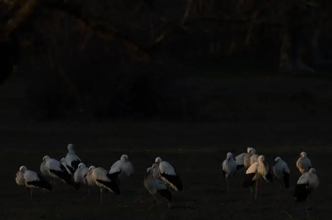 Encuentran mercurio y DDT en las plumas de las cigüeñas Encuentran mercurio y DDT en las plumas de las cigüeñas