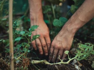 Un experto en jardiner&iacute;a afirma que un alimento clave puede revivir plantas muertas y hacerlas florecer de nuevo en d&iacute;as