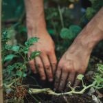 Un experto en jardinería afirma que un alimento clave puede revivir plantas muertas y hacerlas florecer de nuevo en días