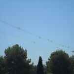 MURCIA.-Comunidad da un paso más en la protección de las aves con una inversión de 1,45 millones para adaptar líneas eléctricas