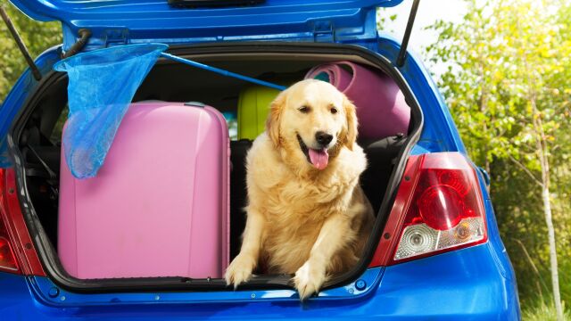 Perros y equipaje en el maletero del coche antes de ir de vacaciones de verano