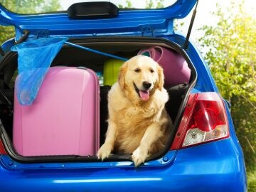 Perros y equipaje en el maletero del coche antes de ir de vacaciones de verano