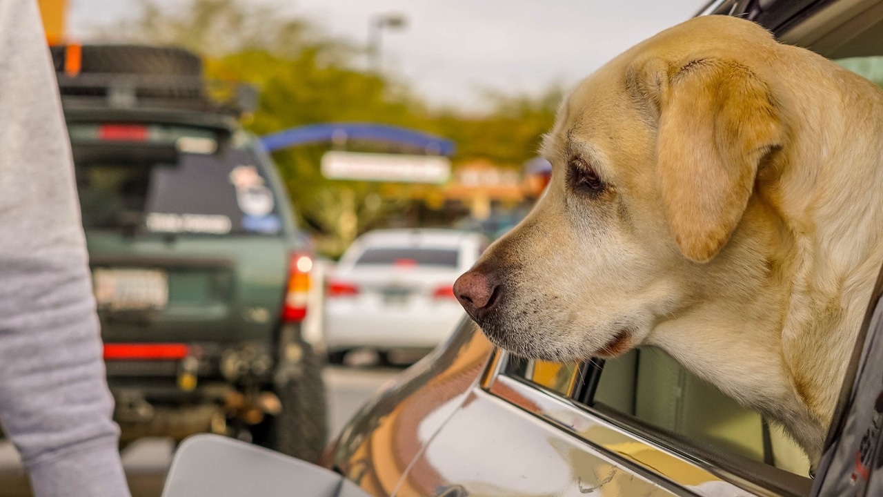 Convivir con un animal de compañía favorece la mejora del bienestar psicológico
