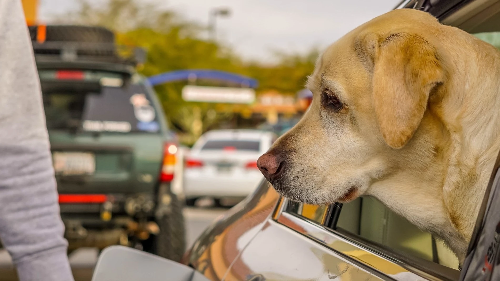 La Real Sociedad Canina de España propone espacios seguros donde las mascotas descansen durante viajes en carretera REMITIDA / HANDOUT por REAL SOCIEDAD CANINA ESPAÑOLA Fotografía remitida a medios de comunicación exclusivamente para ilustrar la noticia a la que hace referencia la imagen, y citando la procedencia de la imagen en la firma 31/07/2025