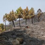 Sucesos.- El incendio de Cuevas del Valle (Ávila) sigue sin reproducciones tras una noche "tranquila"
