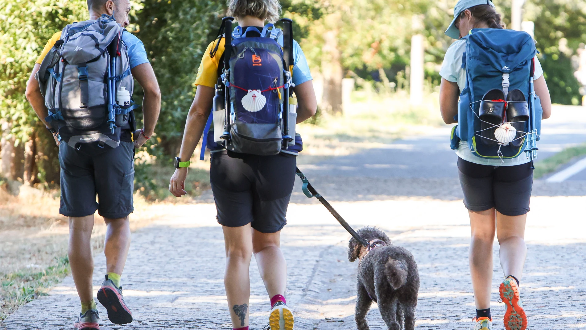 SANTIAGO DE COMPOSTELA, 01/08/2025.- El Camino de Santiago puede hacerse de varias maneras y con diversa compañía, incluso animal. En los últimos años cada vez son más los peregrinos que deciden recorrer las rutas jacobeas acompañados de sus perros como la perra Daia que realizó con sus dueños el Camino Francés, una tendencia que sin embargo puede resultar algo compleja si no se prepara bien el viaje debido a la falta de recursos y en algunos casos a la poca empatía. EFE/ Xoán Rey.