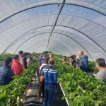 Los cultivos bajo plástico alcanzan los 241.797 €/ha