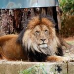 Uno de los depredadores del zoológico de Aalborg