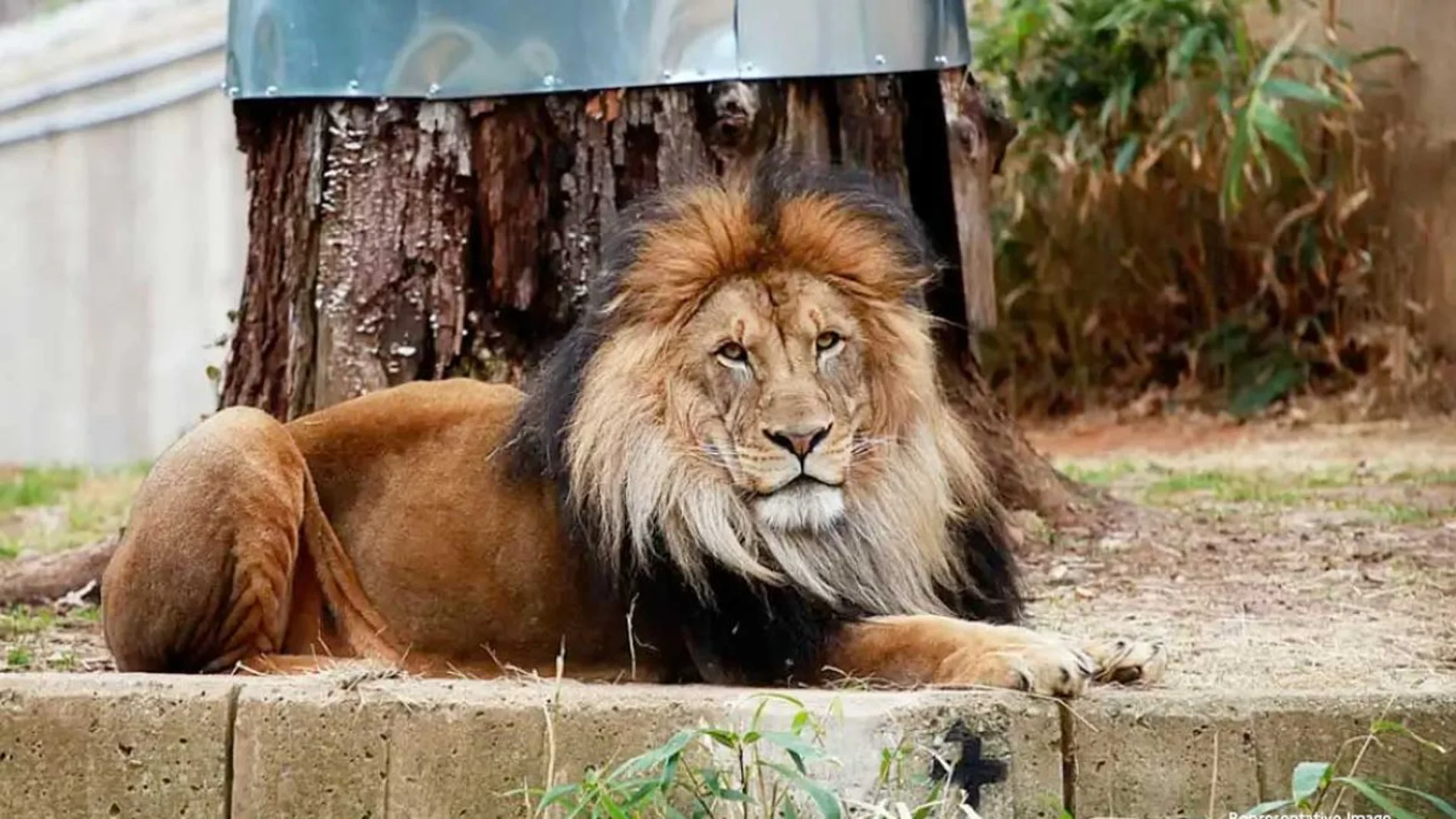 Uno de los depredadores del zoológico de Aalborg