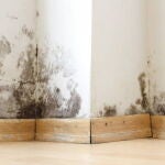Trucos para evitar el moho en la pared de forma rápida y sencilla 