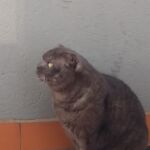 "Bola", gato doméstico