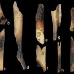 Restos humanos encontrados en Atapuerca, en la cueva El Mirador. Presentan marcas de actividad humana y de haber sido quemados y cocidos.