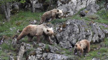 Cantabria abre una segunda consulta p&uacute;blica para elaborar el Plan de Recuperaci&oacute;n del Oso Pardo