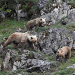 Cantabria abre una segunda consulta p&uacute;blica para elaborar el Plan de Recuperaci&oacute;n del Oso Pardo