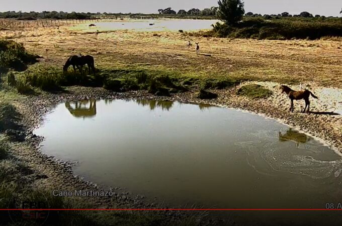 Imagen de ayer de una de las cámaras de CSIC en Doñana; en concreto, Caño Martinazo